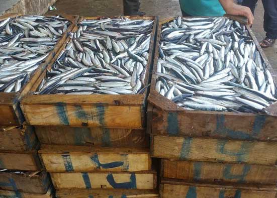 Laffaire-des-sardines-jetees consommation poisson