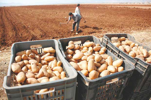 semence de pomme de terre