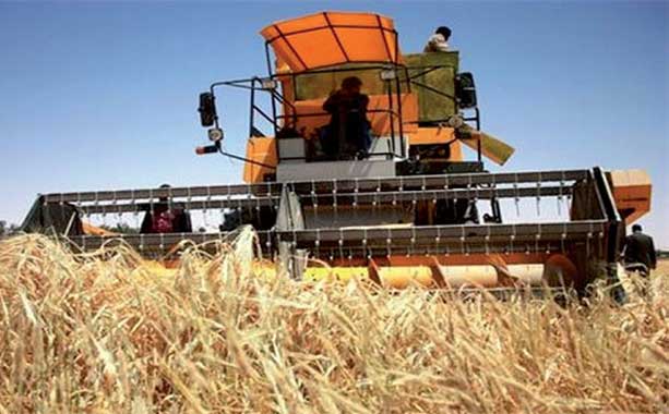Souk Ahras: une récolte céréalière de 2,38 millions de quintaux