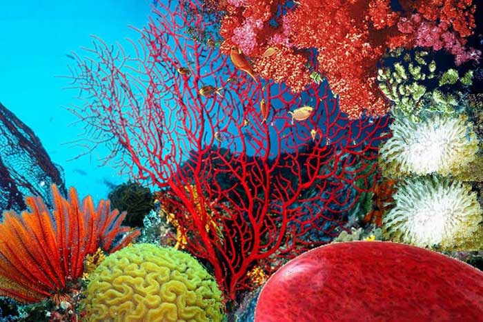 pêche illicite de corail
