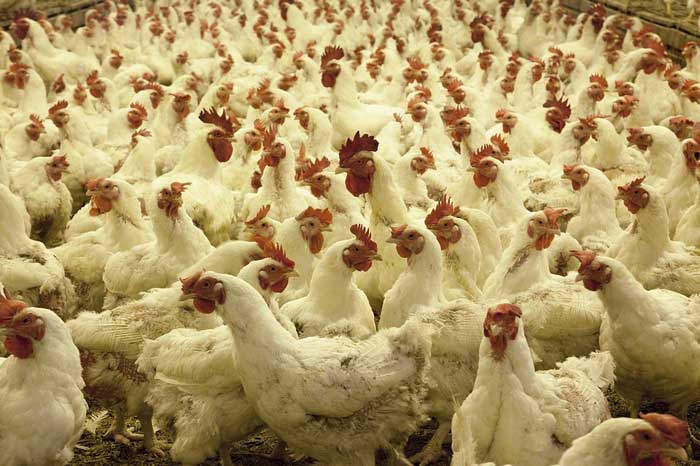 Un foyer de la grippe aviaire découvet à Oum El Bouaghi