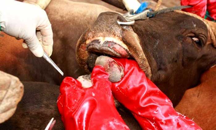 abattoir de Hussein Dey