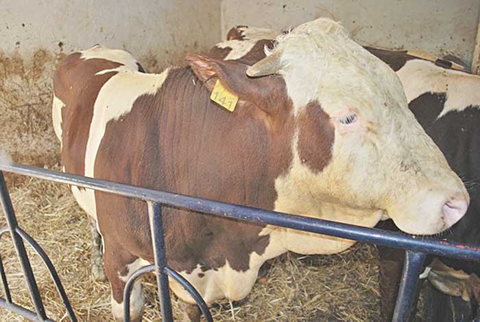 fièvre aphteuse