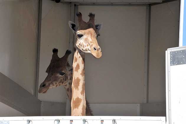 giraffes-au-port-dAlger girafes au port d'Alger