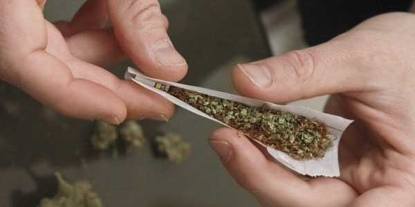 cannabis-marocain cannabis marocain