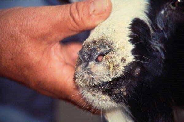 vaccin contre la peste des petits ruminants
