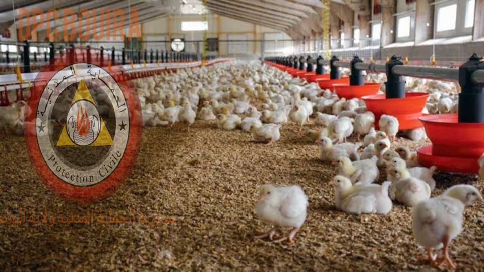 Poussins Volaille
