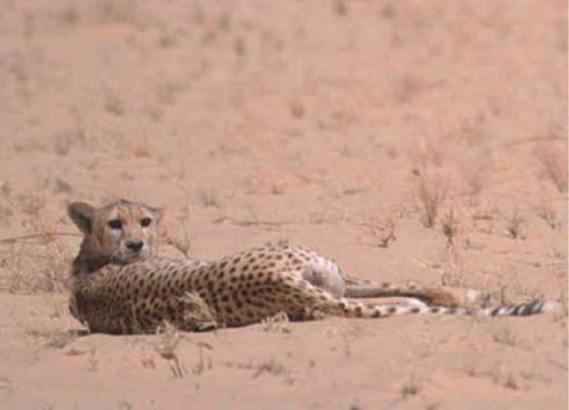 Le guépard saharien réapparu dans l'Ahaggar (Tamanrasset)