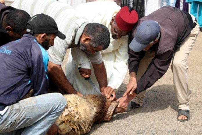 Suspense autour du Sacrifice de l’Aïd El Adha