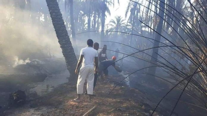 Ouargla: plus de 2 300 palmiers ravagés par le feu