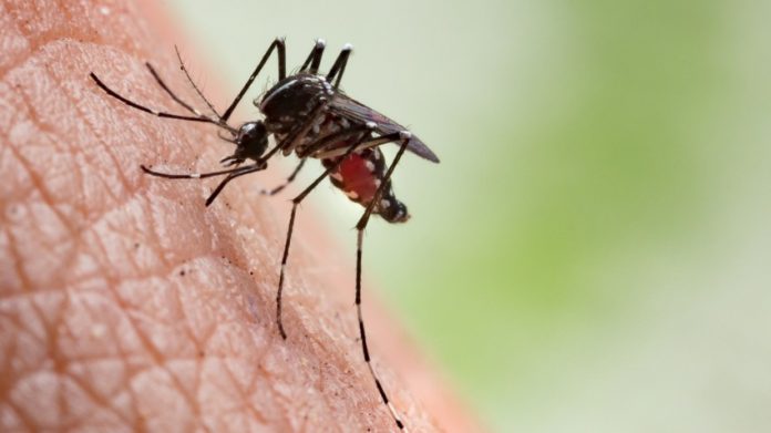 malaria Malaria: plus de 1100 cas enregistrés dans 5 wilayas du sud du pays