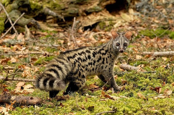 Menacée de disparition: découverte de la genette à la forêt de Boutlélis (Oran)