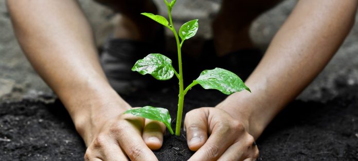 Lancement ce samedi d'une campagne nationale de reboisement