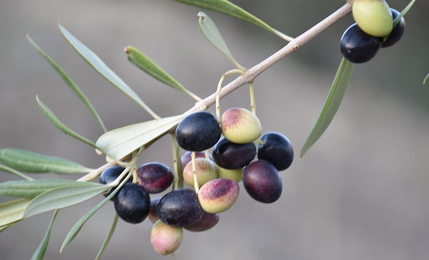 olives 3