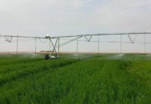 Ouargla : 80.000 hectares seront mis à la disposition des investisseurs pour la prochaine saison agricole