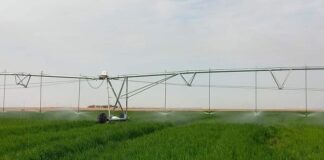 Ouargla : 80.000 hectares seront mis à la disposition des investisseurs pour la prochaine saison agricole