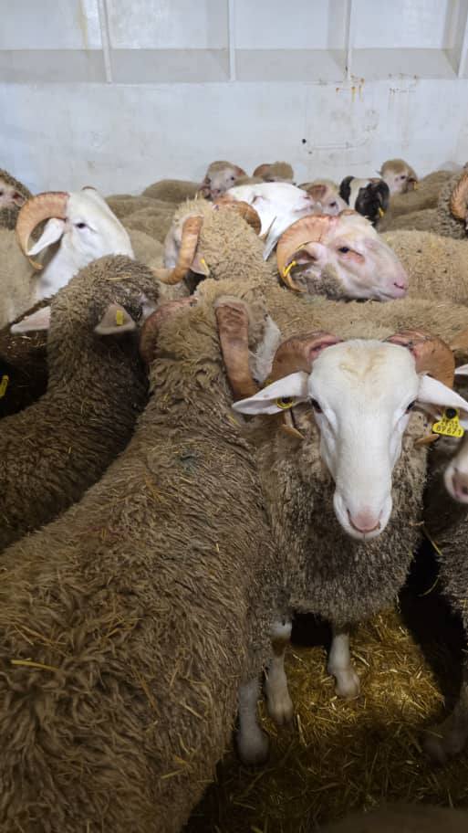 importation-moutons-espagne-port-oran