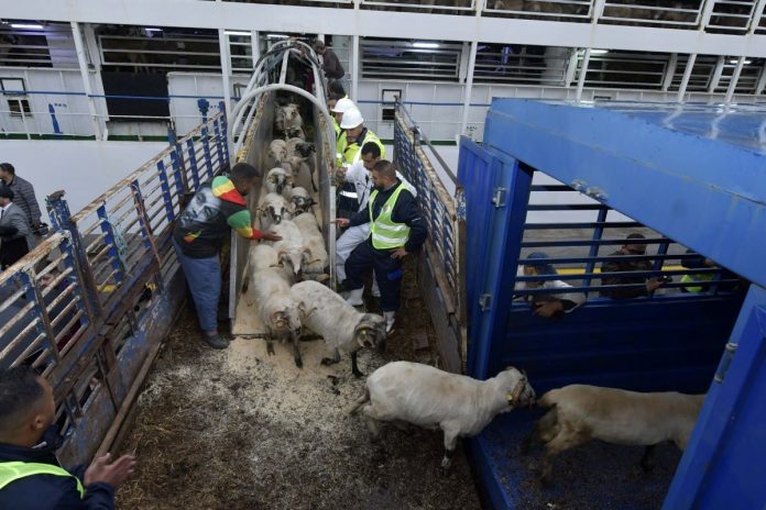 importation-moutons-port-dalger1