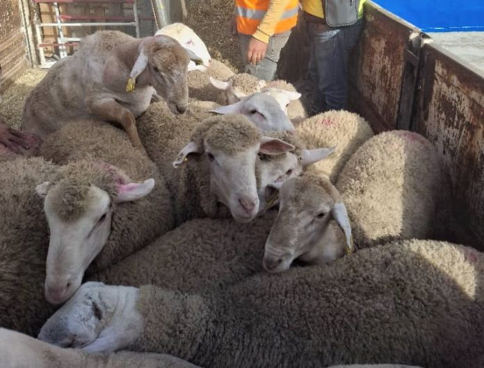 importation-moutons-port-ténès2