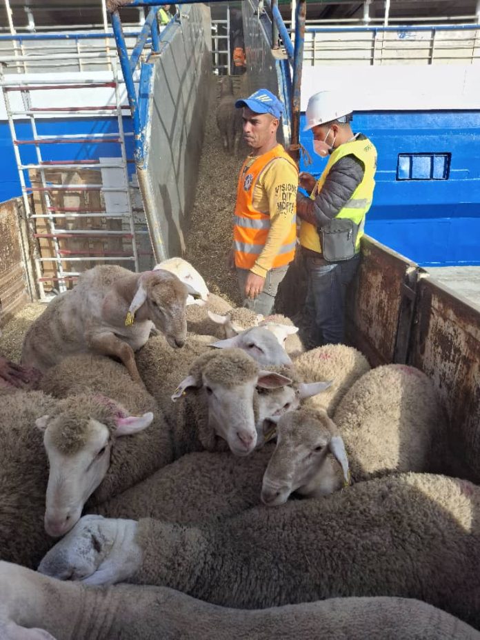 importation-moutons-port-ténès2