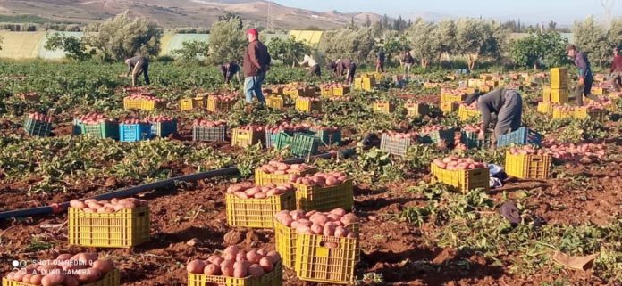 pomme-de-terre-mostaganem1
