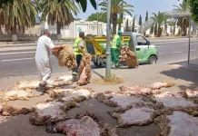 Getex : Un dispositif numérique mis en œuvre pour le suivi de la campagne nationale de collecte des peaux de moutons