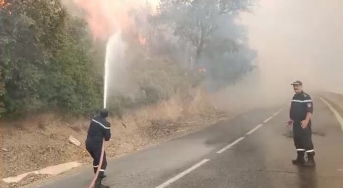 Incendies-Forêt-Algérie