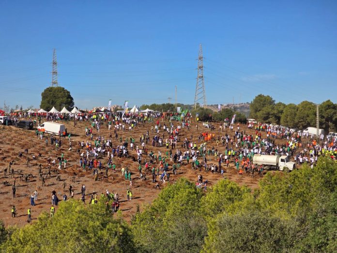 plantation-un-million-d-arbres-algérie