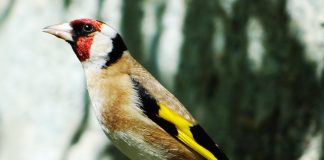 Constantine accueille la première édition du concours national du chardonneret élégant