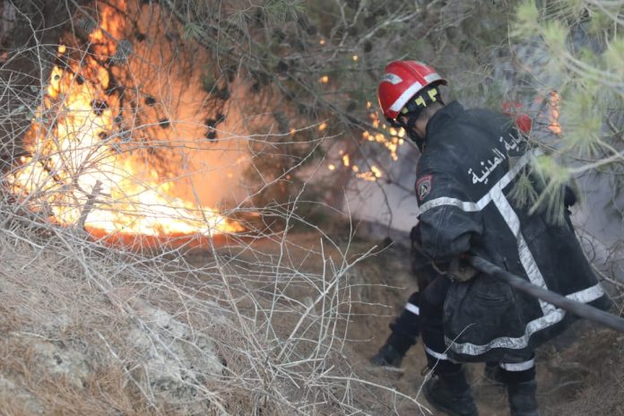 Incendies-de-Forêts-Tipasa-Algérie