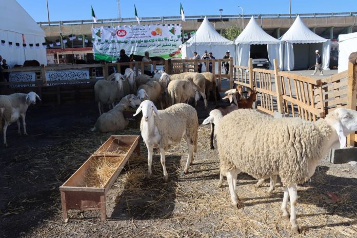 Moutons-Ovins-Algérie