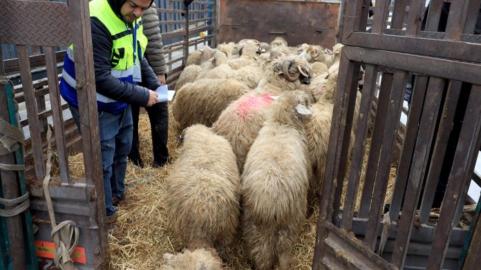 Moutons-Importés-Roumanie-Port-de-Béjaïa