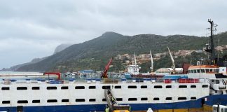 Port de Ténès : arrivée d’une cargaison de 13.489 moutons importés d’Espagne