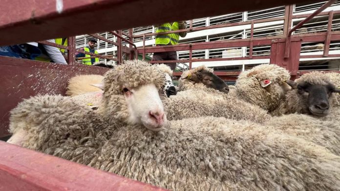 Moutons-Importés-Port-De-Mostaganem