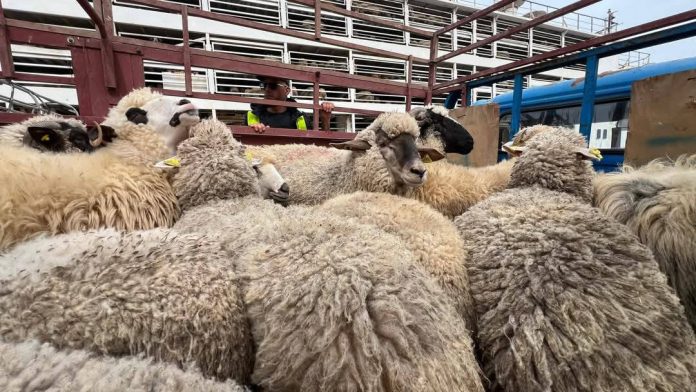 Moutons-Importés-Port-De-Mostaganem1