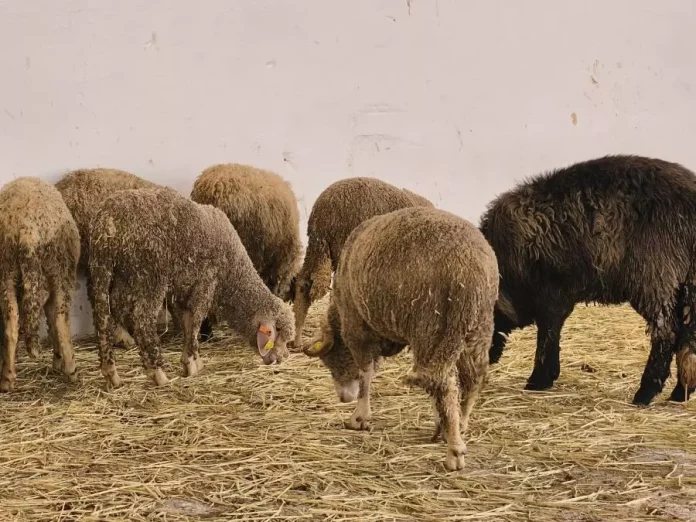 moutons-importes-laghouat-2026