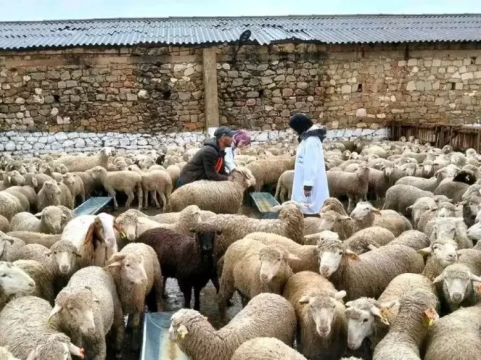 moutons-importes-mascara-2026