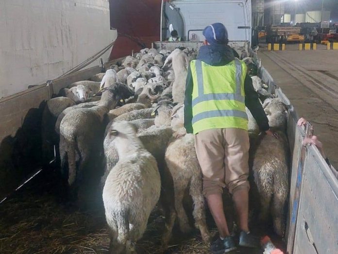 moutons-importés2